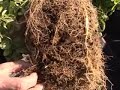 Root Stimulator Root Stimulator