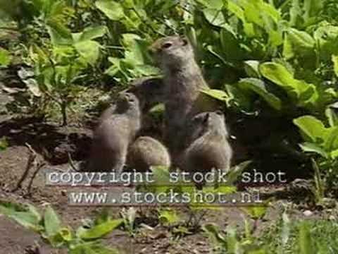 Ground squirrel