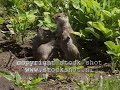 Ground squirrel
