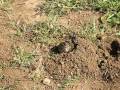 videos de Groundhog