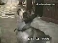 I love mama dog style