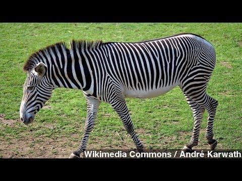 Why Do Zebras Have Stripes? Scientists Blame Bug Bites