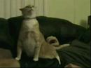 Very Funny Animated Gifs Part 93