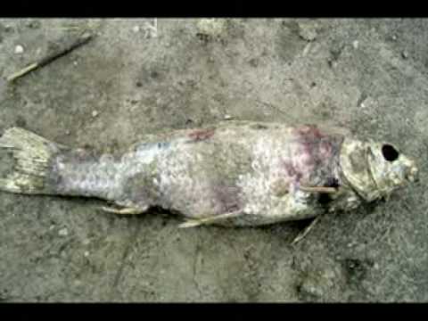 Why evoltuion from water based organisms to land based is imposible