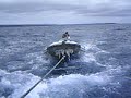 Free rides for pelicans :) (Galapagos) Free rides for pelicans :) (Galapagos)