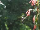 Hummingbird(s) in slow motion