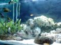 my fishtank