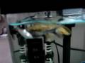 Gordon's eel