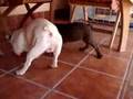 Ares 5
