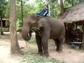 Attempting to do Elephant Commands