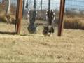 Roadrunner vs Self
