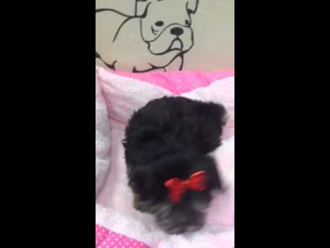 Luna is so sweet & Playful