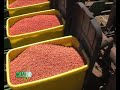 Fertilización en emprendimientos agrícolas.
