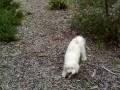 videos de bella chewing a piece of bark @ packer oval reserve in murrumbeena
