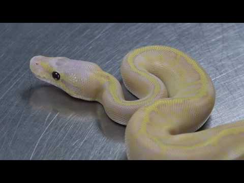 YouTube reptile video