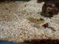 puesta ocellatus gold