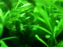 110 plantado con 3 mese y medio de armado