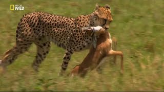 Nat Geo Wild - Çita: Ölümcül İçgüdü / Belg