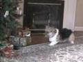 Corgi Christmas Tree Lighting Ceremony