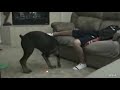 Hond en