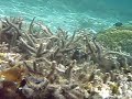Snorkeling at Ypao Beach.  Tumon, Guam