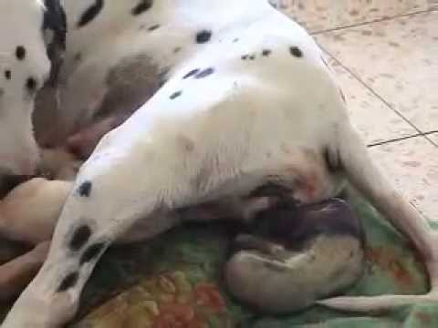 Birth of a dalmatian puppy