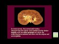 Urology Quick Review (USMLE, Medicine, Nursing)
