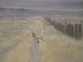 A few Antelope