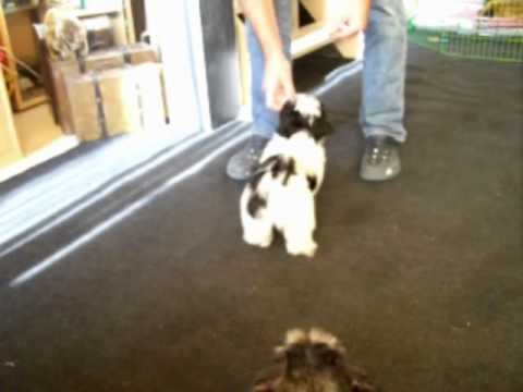 how to train lhasa apso puppies