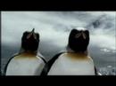 Guinness Penguins TVC (Cut-down version) - Aired in SG