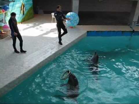 YouTube Трейлер