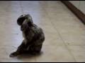 videos de PecosLuna fa la marmotta avvitata