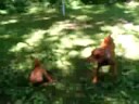 8 week vizslas playing