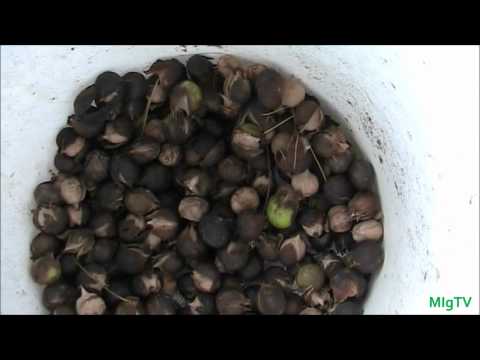 how to harvest hickory nuts