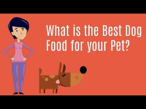 how to decide what to feed your dog