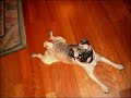 Sexy Pug