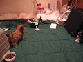 Teacup Morkies - www.yorkiecuties.com - video #4
