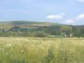 Ludus Mures