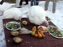 Celebration of Turkeys \