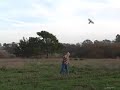 Falconry - Lure Flying#2 with American Kestrel