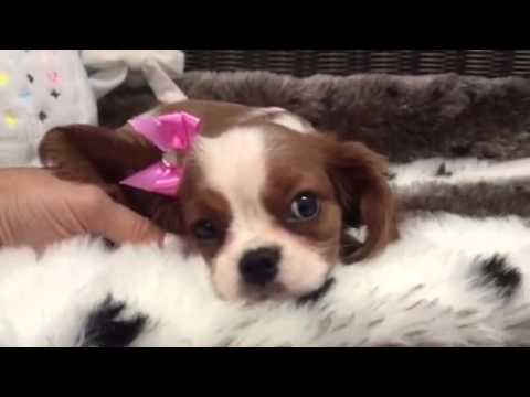 Beautiful, Doe Eyed, Female Cavalier!