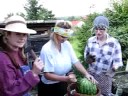 Největší angrešt na světě, zahrádkářské aktuality s Jarkou Zručnou, TV Venkov 2008