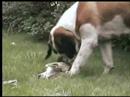 This is BARF (st saint bernards on barf), Natural Dog Food This is BARF (st saint bernards on barf), Natural Dog Food