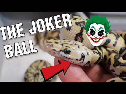 YouTube reptile video