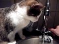 Kitten Sterre drinkt uit de kraan. Little pussy Sterre drinks water from the crane.