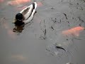Duck Duck Koi! Duck Duck Koi!