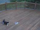 1 x Wowee Dragonfly vs. 2 x Cats