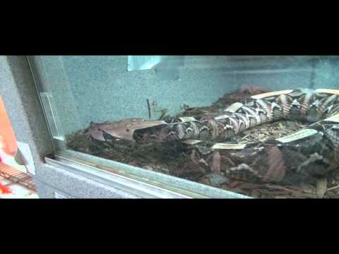 YouTube reptile video