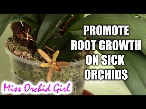 how to replant orchid roots