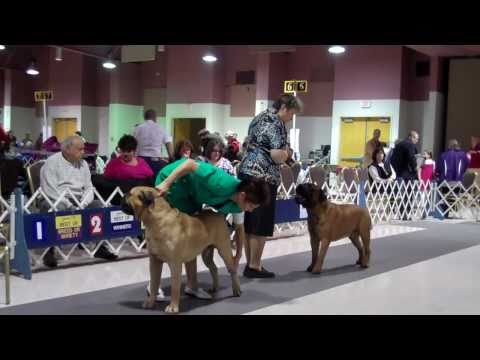 bullmastiff